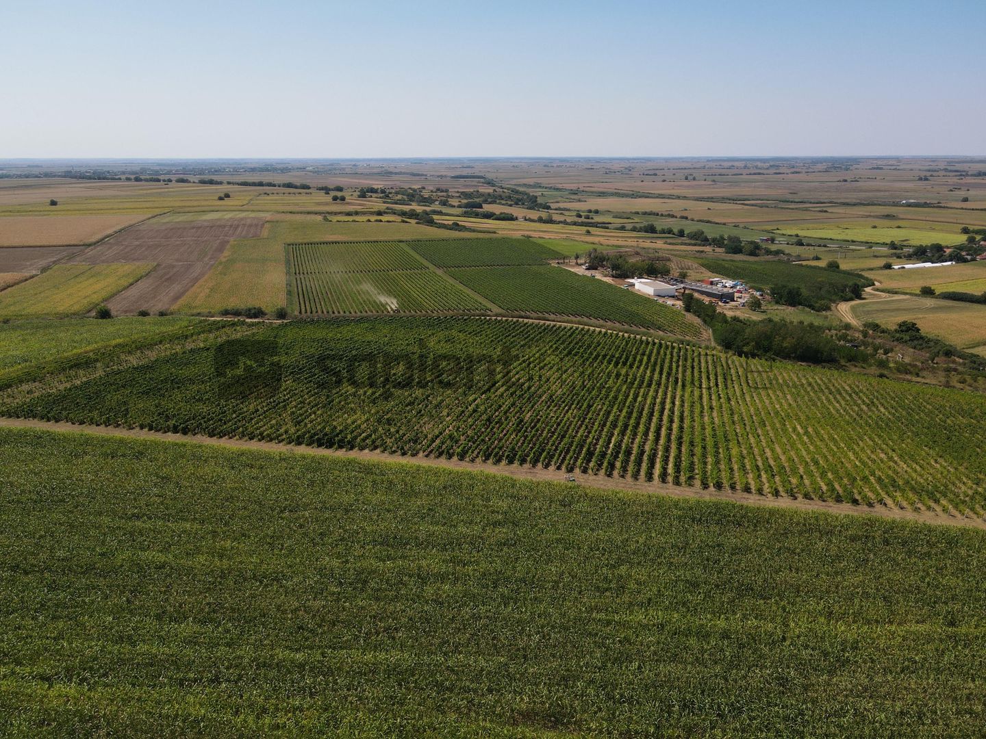 Sapient | Teren cu plantație de vie în loc. Diosig, jud. Bihor - Poză 1