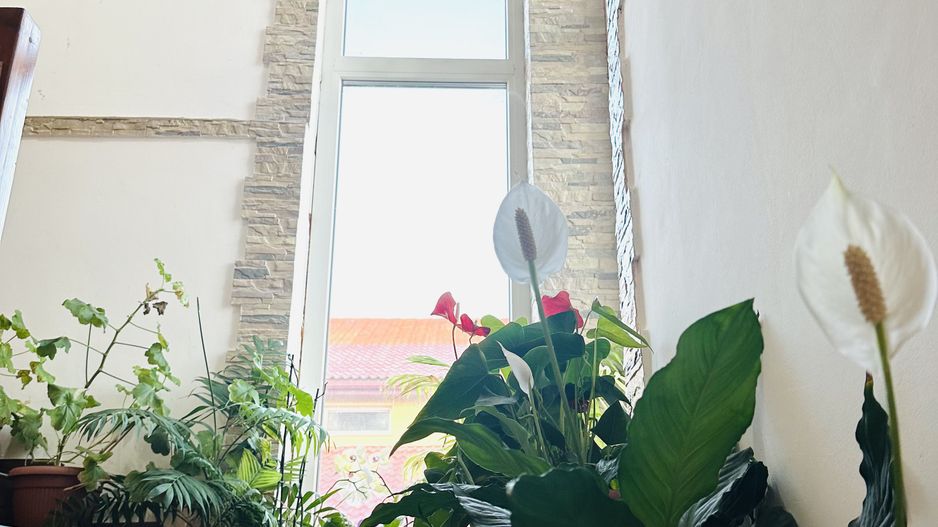 Vila individuala Sacalaz | 5 camere 191 mp, teren 503 mp | Comision 0% - Poză 20