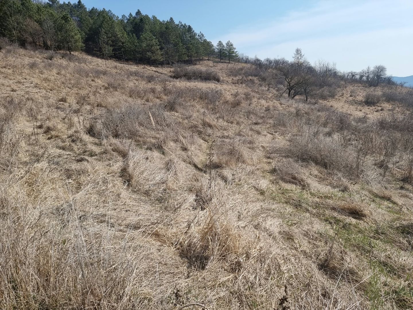 Teren de vanzare in Corunca –5.000 mp /55.000 EUR - Poză 5