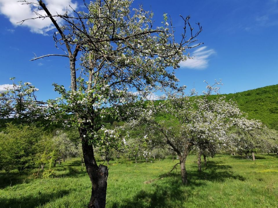 Teren 680mp Budeasa Mica, AG - Poză 8