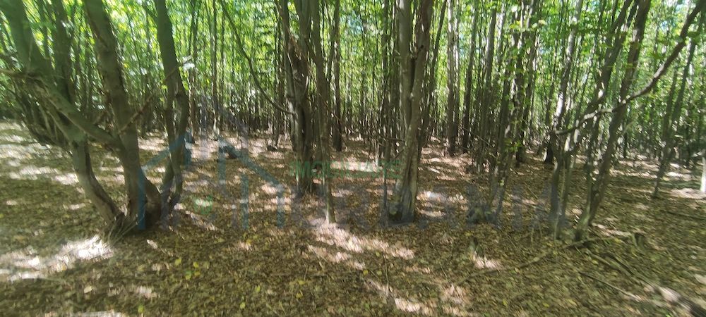 Teren forestier de vânzare, 1 ha, județul Neamț, comunele Rediu Borlești, OS Tazlău - Poză 8