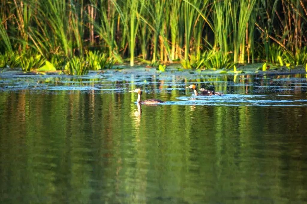 Oportunitate de investitie| Delta Dunarii |Mila 23| pensiune activa - Poză 2