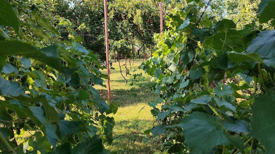 de vanzare casa in Satu Mare strada Bradului - Poză 9