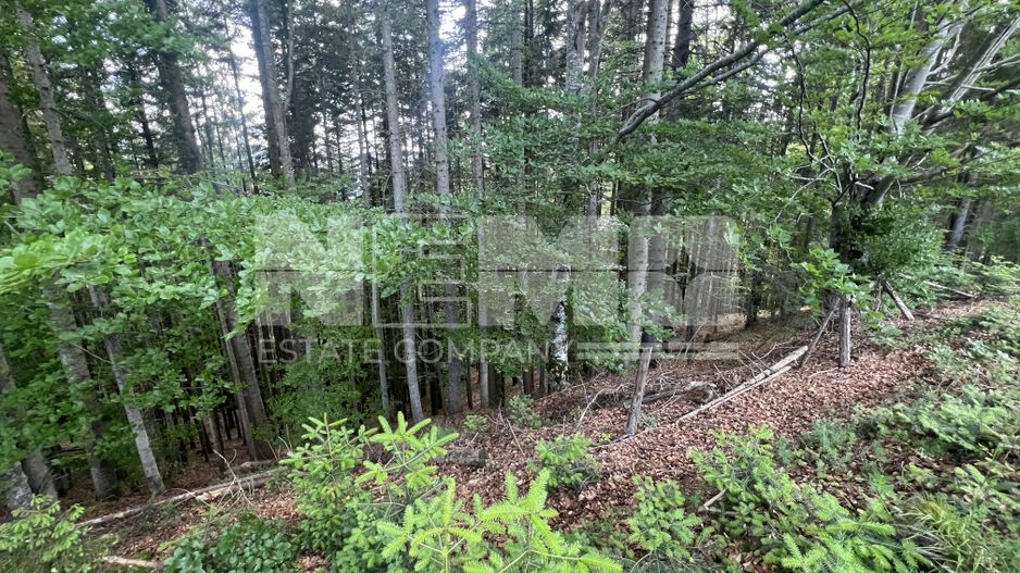 Teren Intravilan | Brodina de Jos | 16900 MP - Poză 5