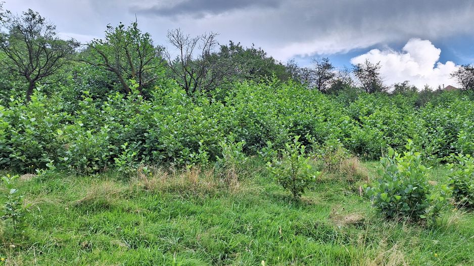 Bran-Predelut doua parcele de 2000+3000mp pret 25 euro/mp - Poză 13