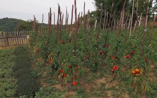 Proprietate cu 60000 mp pamant la pret de apartament - Poză 32