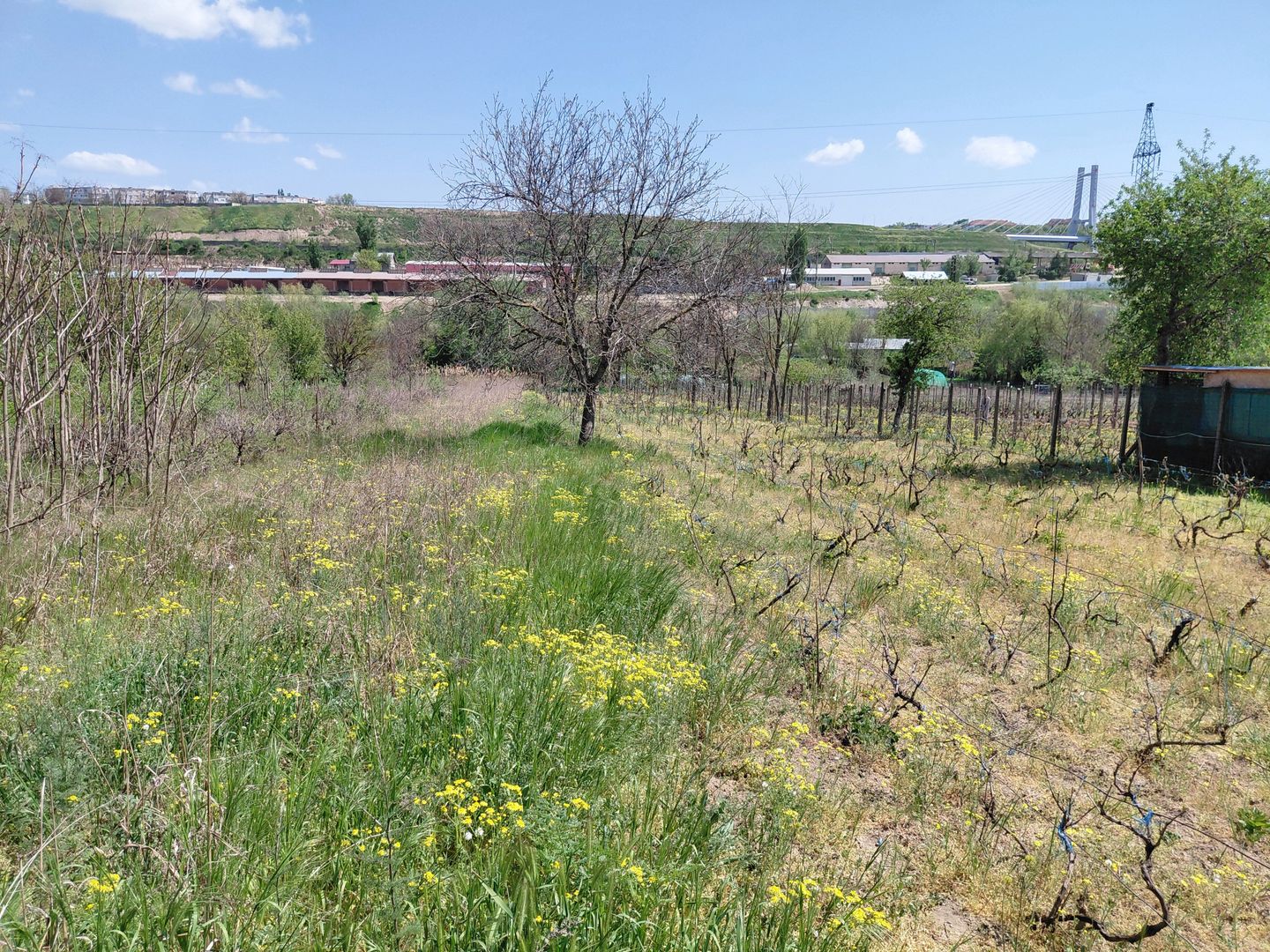 Teren intravilan 3.250 mp în Filești – Ideal pentru casă sau investiție! - Poză 1