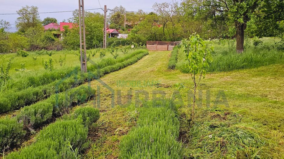 Casă de vânzare în satul Roșu, comuna Răducăneni, județul Iași – teren 5.000 mp cu livadă și vie - Poză 2