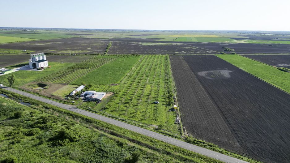 Livadă de nuci și pruni 2.4ha în Variașul Mare - Poză 3