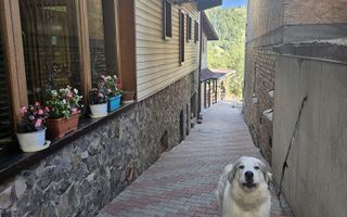 Pensiune 10 camere cu restaurant // Moieciu de Jos - Poză 6