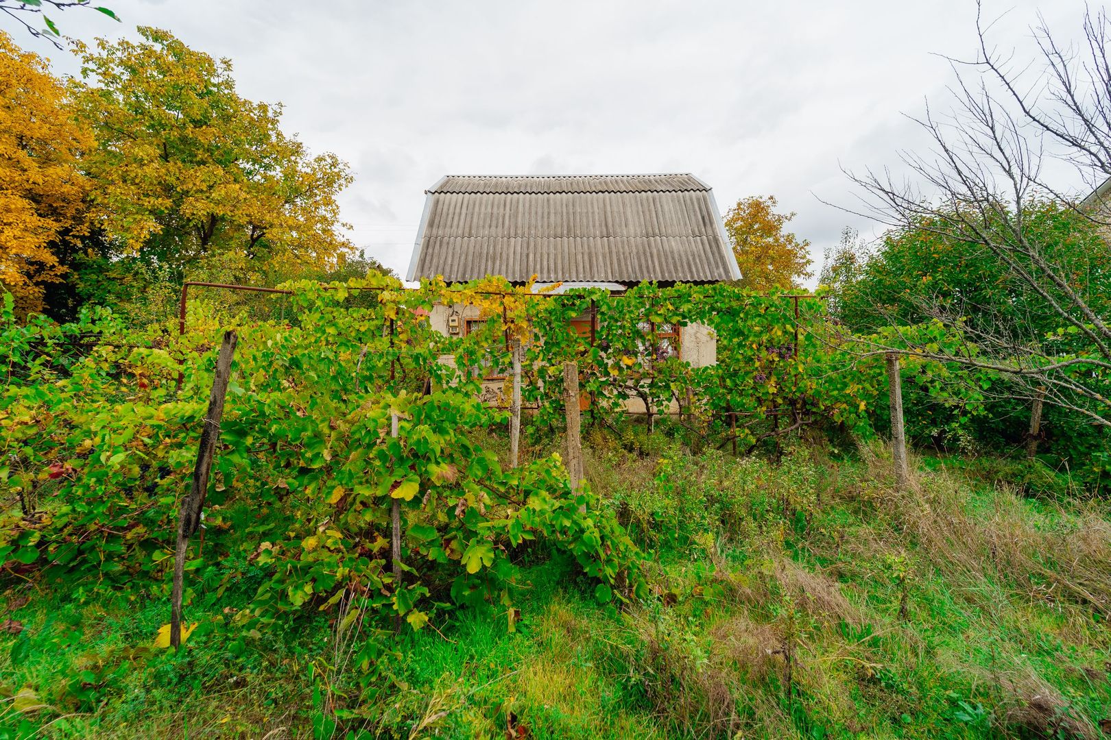 Lot pomicol de 6 ari în Ialoveni, cu construcție auxiliară. - Poză 10