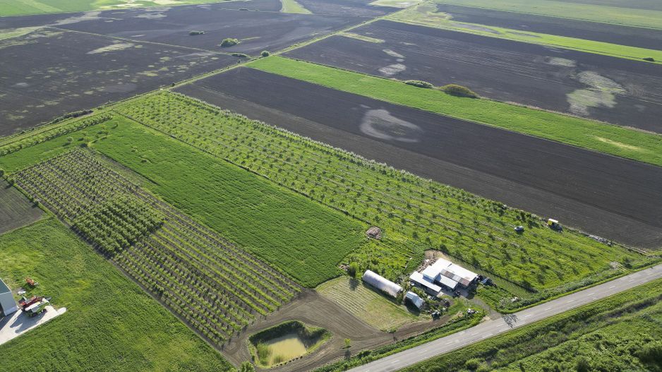 Livadă de nuci și pruni 2.4ha în Variașul Mare - Poză 15