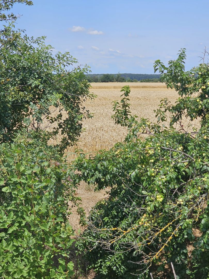 Vanzare Teren Intravilan Buftea, 750mp, str. Ulmului, Pista Biciclete - Poză 7