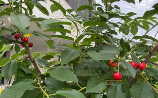 Vila de vanzare in Tunari I Gata de mutat I 4 camere I 5 parcari - Poză 49