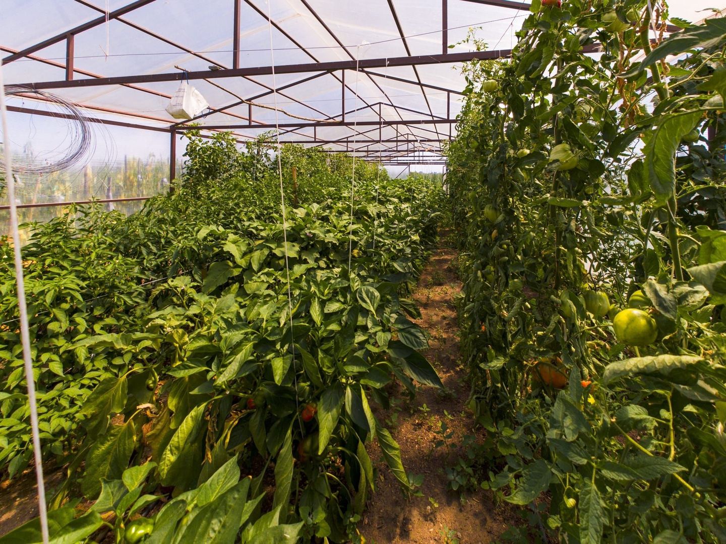 TEREN EXTRAVILAN  CU SOLAR IN GAI - Poză 18