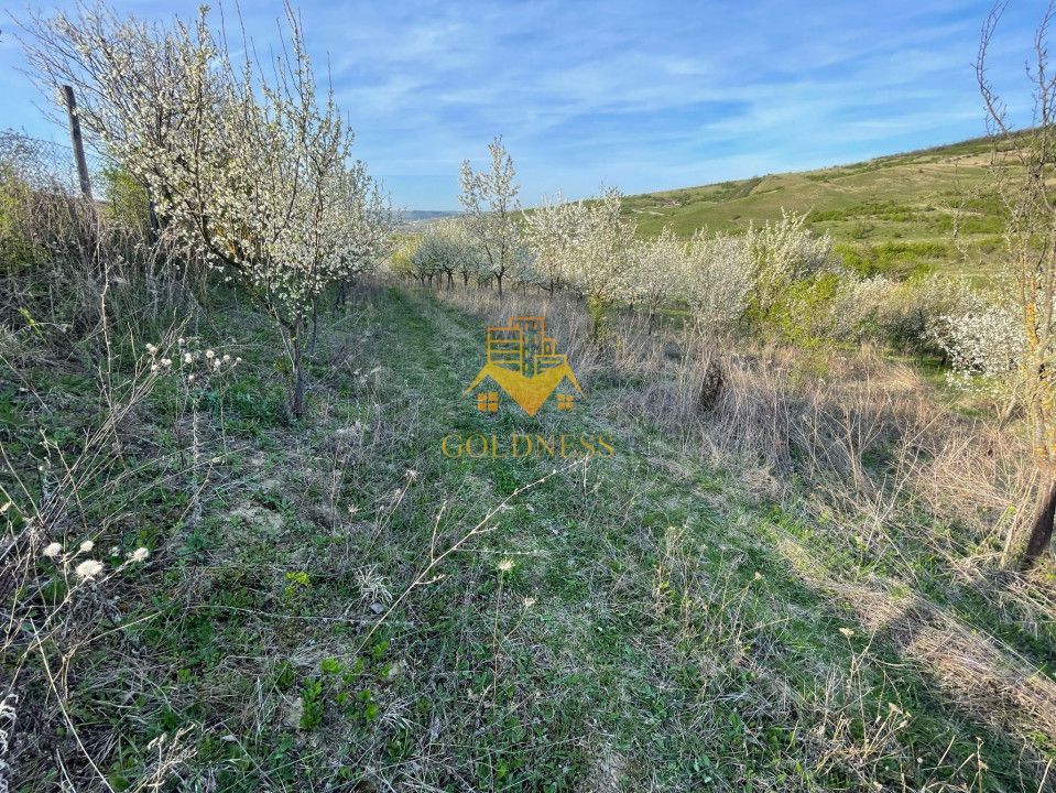 Tren Soporului Intravilan ,5500 MP Utilitati,  Oportunitate - Poză 5