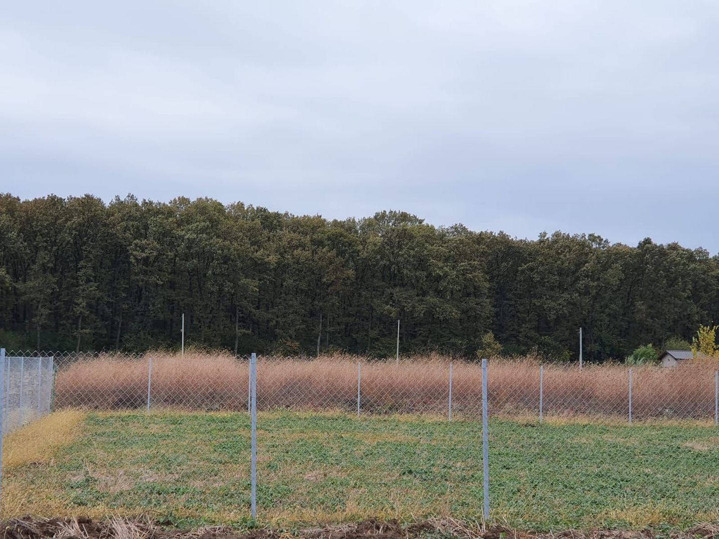 Teren 1500 mp Ghermanesti in proximitatea padurii str Nicopole - Poză 1