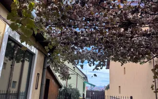 Casa individuala |  4 camere  | 2 corpuri | zona Turnisor - Poză 19