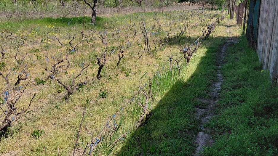 Teren intravilan 3.250 mp în Filești – Ideal pentru casă sau investiție! - Poză 8