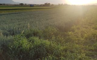 Teren intravilan Stupini front la Calea Feldioarei, DN 13 - Poză 5