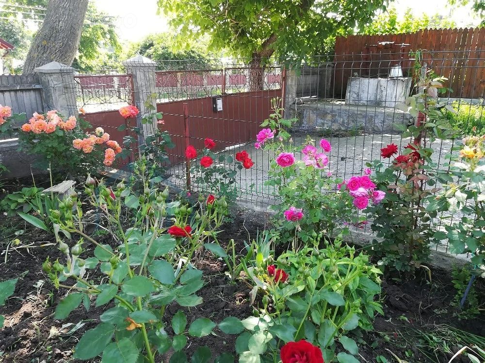 Casă cu teren în Deleni, Iași - Stradă principală - Poză 4