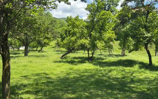 TEREN INTRAVILAN 3477 MP STOENEȘTI BĂDENI ARGEȘ - Poză 21