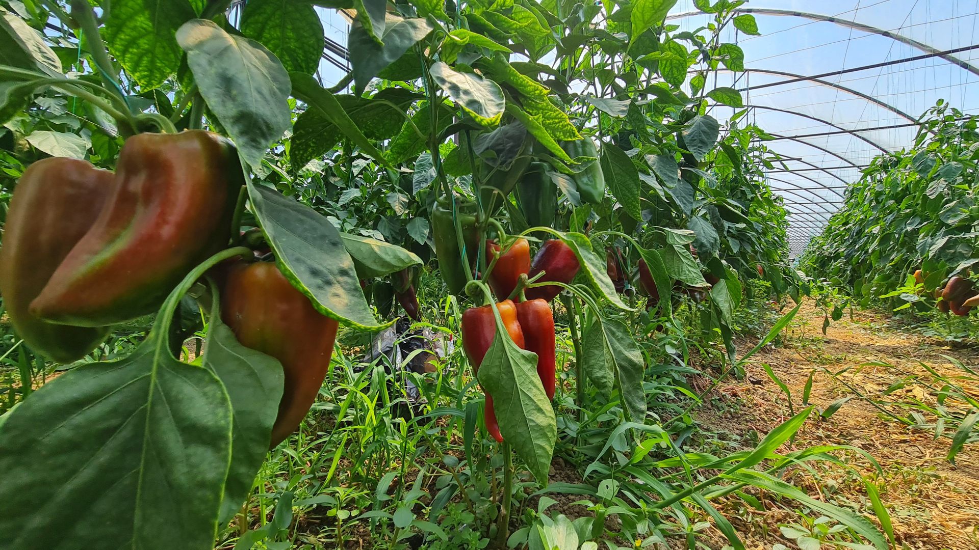 Afacere la cheie! Incasari din prima zi!!! - Poză 4