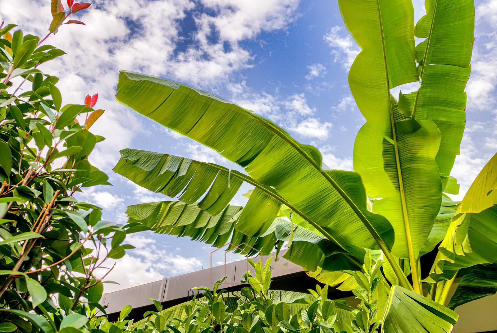 Dumbravita Casa Exclusivista pe Parter | 5 Camere | 1477mp Teren - Poză 12