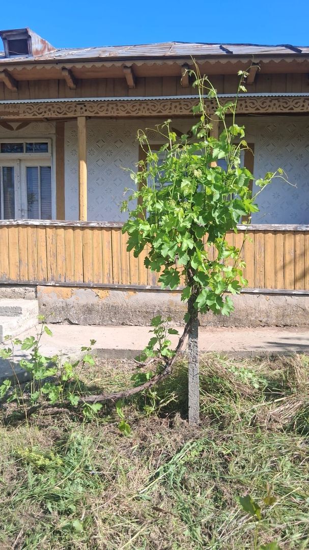 Casă cu teren de 1.470 mp de vânzare – Fântânele, Scânteiești - Poză 8