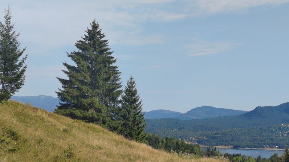 teren Colibita - 2 hectare - acces direct din drumul 173 D - Poză 1