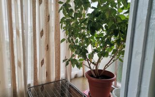 Vanzare apartament 2 camere, Banat - Poză 7