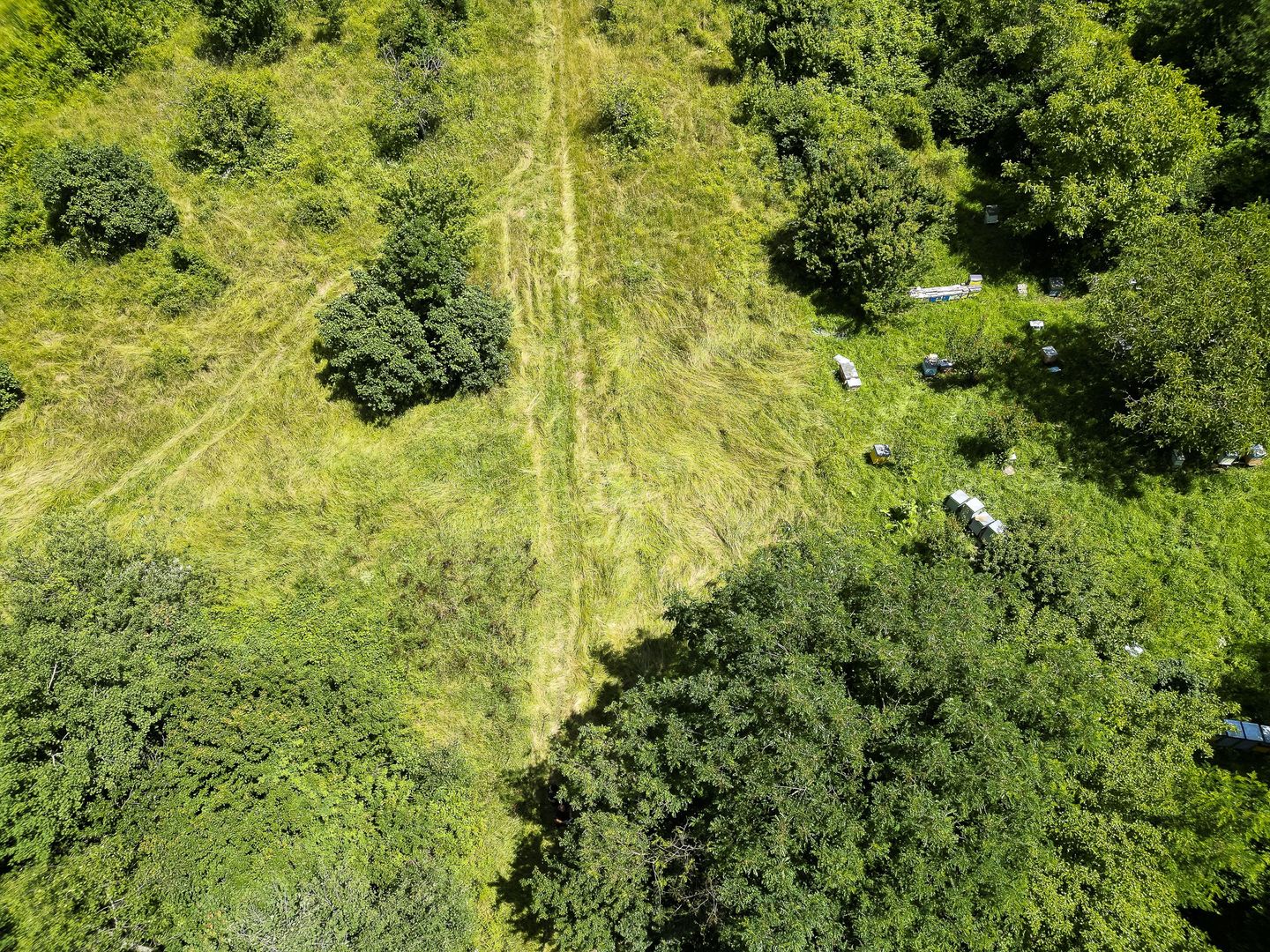 Teren pe deal la Sebiș - Poză 10