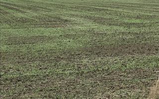 CORBU spre plaja Corbu, teren intravilan 965 mp. ideal constructii - Poză 16