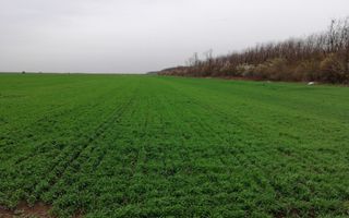 Teren extravilan localitatea Afumati - Poză 4