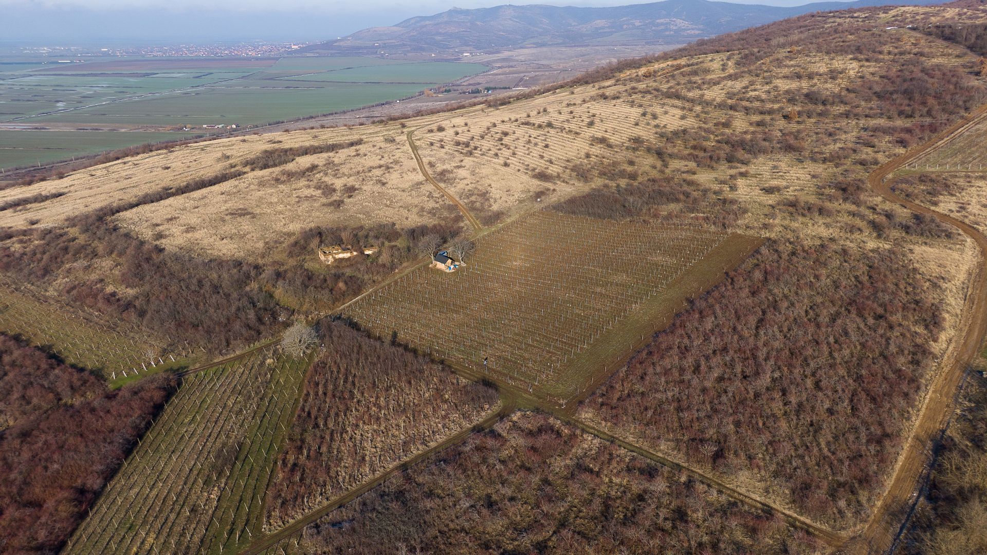 Vita-de-vie Premium  teren de 6800 mp în Covăsinț - Poză 3