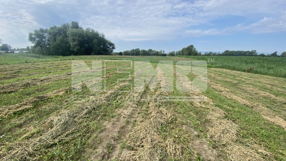 Teren Extravilan | 23 Ari | Satu Mare - Poză 3