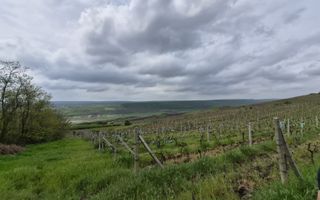 Vie Moldova - Poză 4