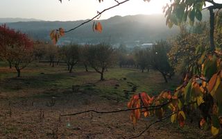 TEREN INTRAVILAN 10385 MP, MARCUS, CAMPULUNG - Poză 3