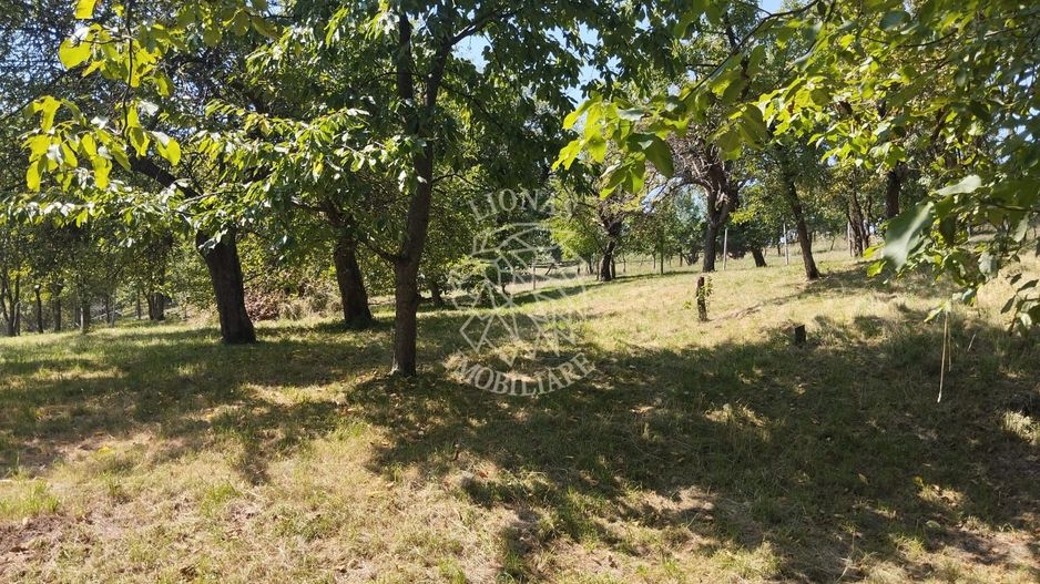 Teren intravilan 2828 mp+autorizatie casa-anexe-livada-Dorolea - Poză 2