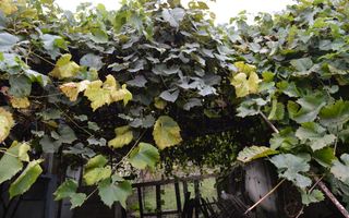 Casă de vânzare în Sfântu Ilie și teren 2000 mp - Poză 43