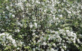 Casa mare cu teren 2100 mp central in Satu Mare, ideal si pentru afaceri. - Poză 7