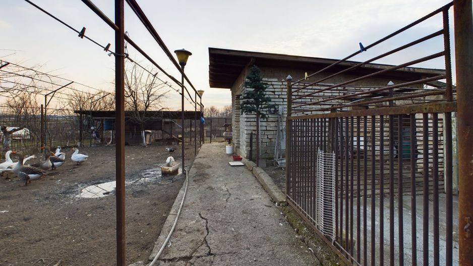 Casa modesta, 2500 mp teren, Domnesti - Poză 14
