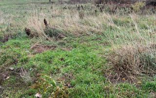 ⭐  Teren de 2.700 mp cu front generos – Ocazie în Oncea - Poză 1