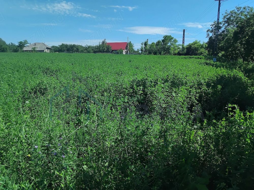 Teren intravilan de 2500 mp în comuna Popești, județul Iași - Poză 2