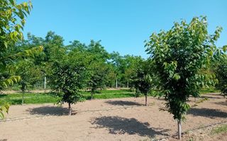 Vand/Schimb Livada Belint 16000mp - Poză 15