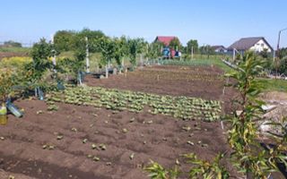 Teren Intravilan 470 mp   Horlești, Comuna Rediu (Proprietar) - Poză 3