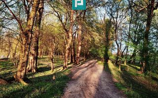 Teren pe malul Muresului- oportunitati multiple - Poză 3