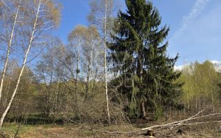 Teren intravilan de vanzare - Vistisoara - Poză 8