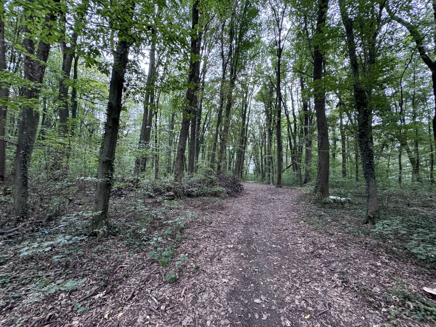 46644 mp teren in Padurea Baneasa proiect exclusivist - Poză 6