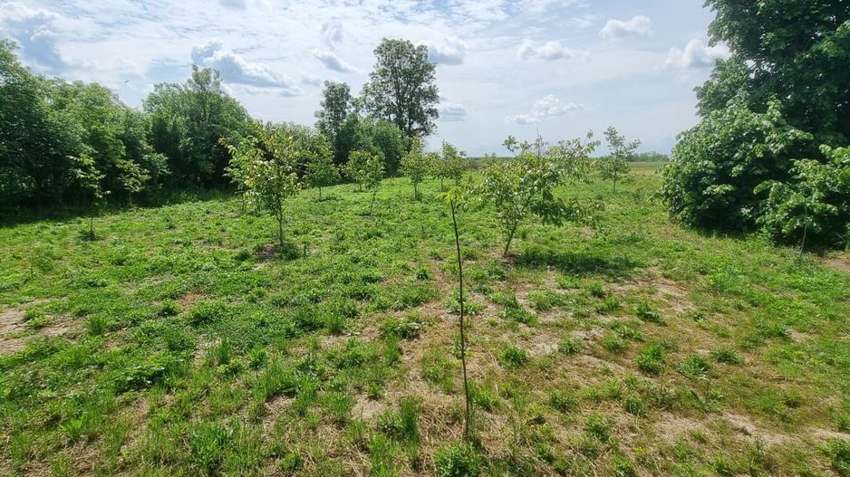 Casă 6 camere, livadă, 3 199 mp, Girisul Negru, Bihor. 42 000 E - Poză 4